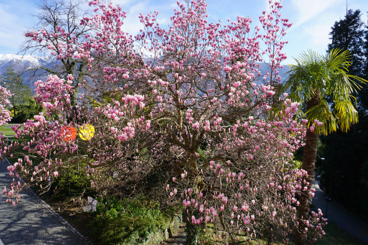 Magnolia × soulangeana